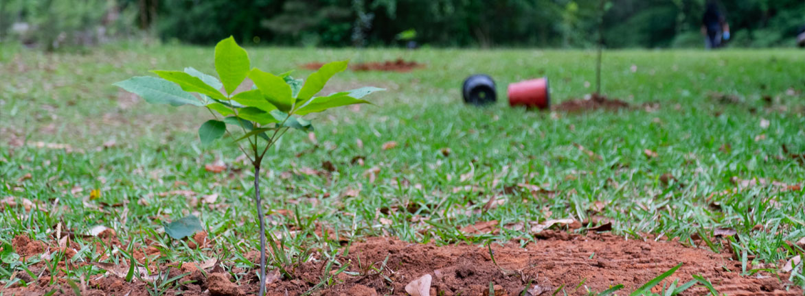 Single plant growing